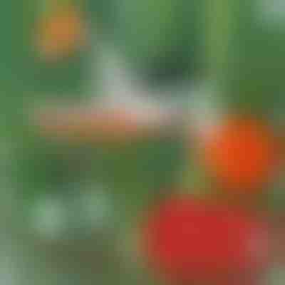 Máquina profesional de atado de plantas | PLANTBRAND